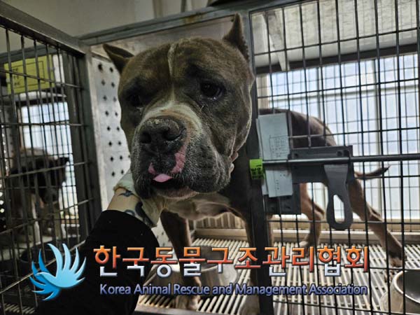 한국동물구조관리협회_441560202401241